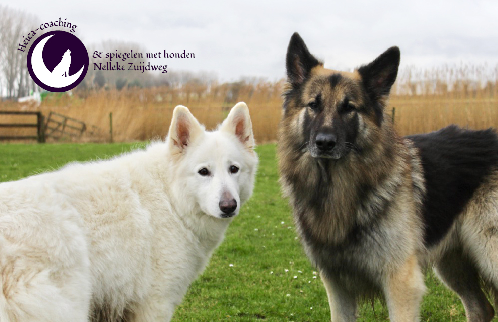 Heica coaching spiegelen met honden Nelleke Zuijdweg visiekaartje